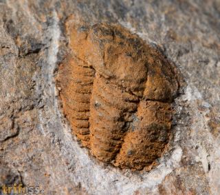 Porterfieldia punctata (Crosfield & Skeat, 1896)
