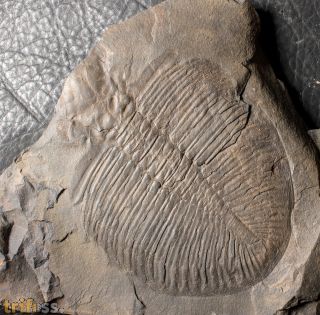 Ogygiocarella angustissima (Salter 1866)