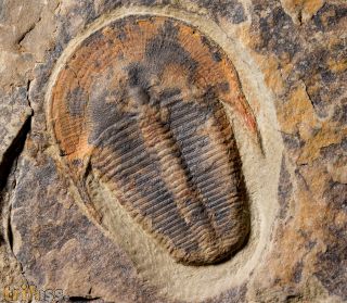 Harpides cf grimmi. (Barrande, 1872)