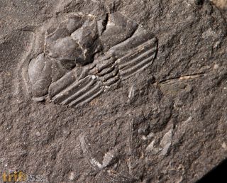 Raphiophorus roualti (Barrande, 1852)