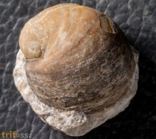 Praenatica naticoides (Roemer, 1852)