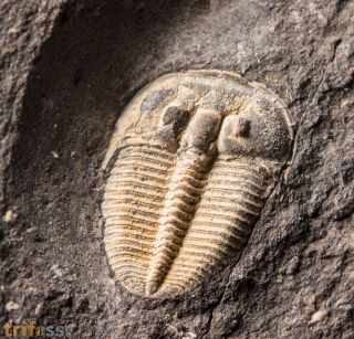 Aulacopleura konincki (BARRANDE, 1846)