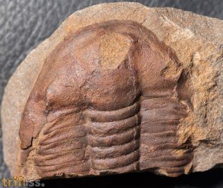 Germaropyge germari (Barrande, 1852)