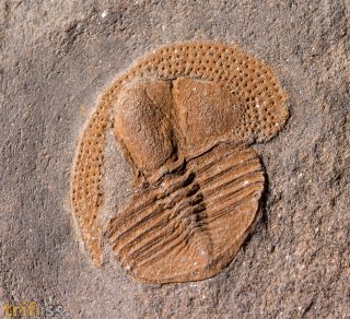 Deanaspis goldfussi (BARRANDE, 1846)