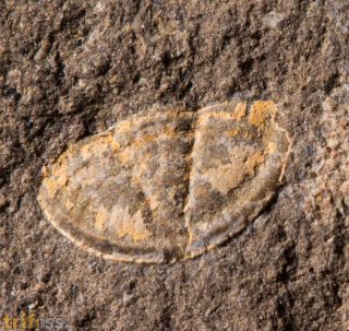 Scharyia wenlockiana Pribyl,1967