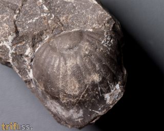 Paralejurus brongniarti (Barrande, 1846)