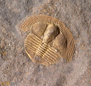 Deanaspis goldfussi (BARRANDE, 1846)