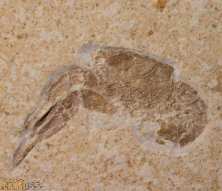 Galicia veltheimii MNSTER, 1839