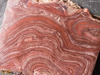 Conophyton amantourartensis Raaben, 1980