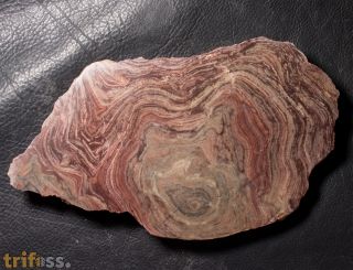 Conophyton amantourartensis Raaben, 1980