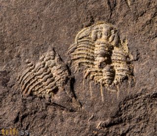 Odontopleura siemangi Hawle & Corda 1847