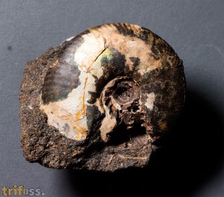 Craspedites subditus (TRAUTSCHOLD 1877)