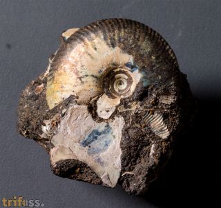 Craspedites subditus (TRAUTSCHOLD 1877)