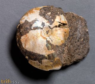 Garniericeras catenulatum (Fischer, 1830)