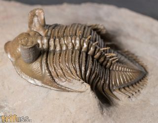 Erbenochile erbeni (Alberti, 1981)