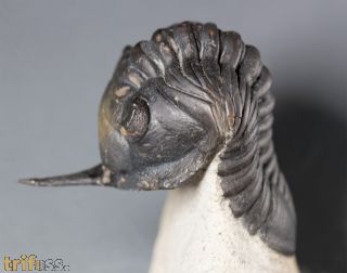 Morocconites malladoides STRUVE in BOUCOT et al., 1989