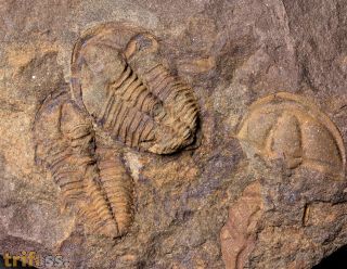 Conocoryphe cirina (Barrande, 1846)