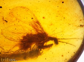 Netzfl�gler ?Berothidae non det.