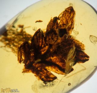 Farnblatt - Polypodiopsida non det.