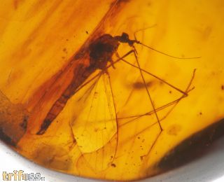 Skorpionsfliege Mecoptera non det.