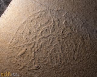 Rhizostomites admirandus HAECKEL, 1866