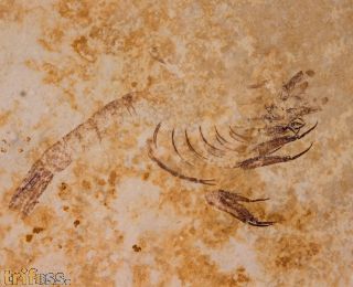 Elder ungulatus MUENSTER, 1839