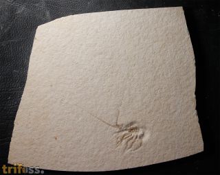 Palinurina tenera Oppel, 1862