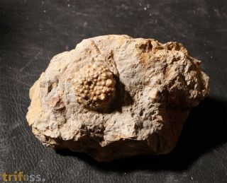 Acrocidaris nobilis (Agassiz, 1840)