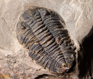 Acastella heberti Gosselet 1880