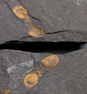 Phalagnostus nudus (Beyrich, 1845)