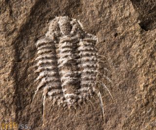 Diacanthaspis minuta (BARRANDE, 1846)