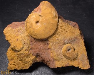 Oxycerites limosus (Buckman, 1925) & Polyplectites cf dorni (Roch�, 1939)