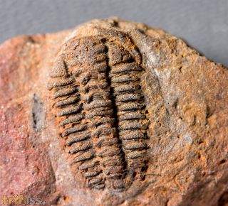 Placoparia zippeii (Boeck, 1827)