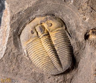 Aulacopleura konincki (BARRANDE, 1846)