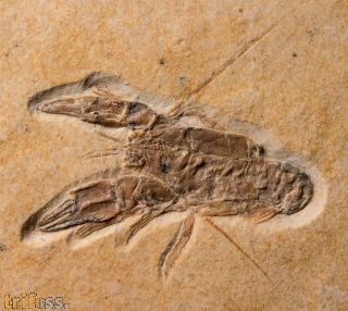 Eryma modestiformes SCHLOTHEIM  1822