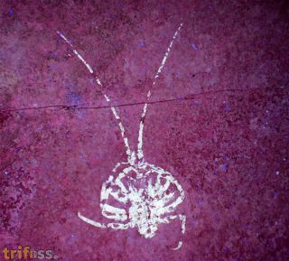 Palinurina tenera Oppel, 1862