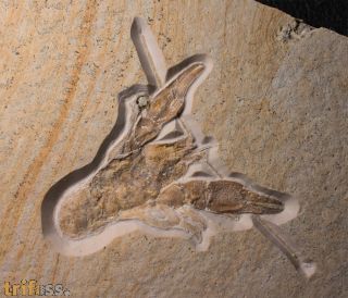 Eryma modestiforme SCHLOTHEIM  1822