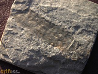 Alge : Margaretia dorus