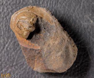 Eoharpes benignensis (Barrande, 1872)