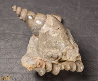 Hippochrenes volgensis Moroz & Jermokhina, 1991 & Turritella sp.