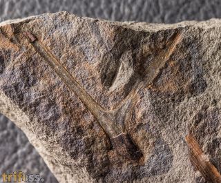 Protopteridium hostinense Krejč�, 1880