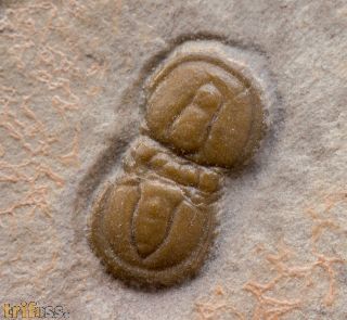 Itagnostus interstrictus (WHITE, 1874)