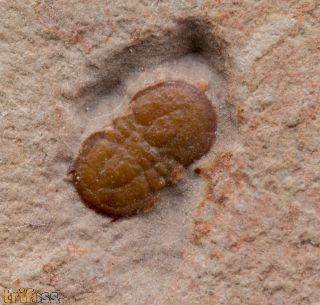 Hypagnostus parvifrons (LINNARSSON,1869)