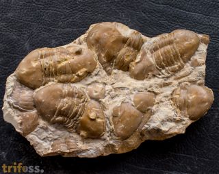 Homotelus bromidensis (ESKER, 1964)