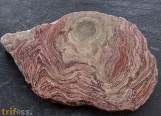 Conophyton amantourartensis Raaben, 1980