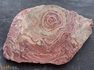 Conophyton amantourartensis Raaben, 1980