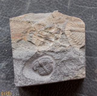 Telaeomarrolithus radiatus (MURCHISON, 1839)