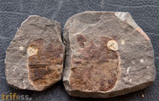 Aulacopleura konincki (BARRANDE, 1846)