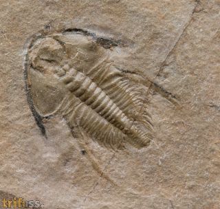 Nephrolenellus geniculatus Palmer, 1998