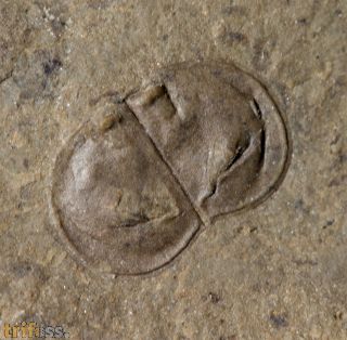 Kunmingella douvillei (Mansuy, 1912)